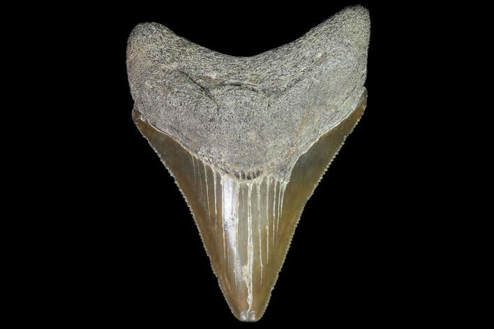 Serrated, Juvenile Megalodon Tooth - Georgia #99169